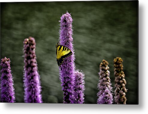 Butterflies Metal Print featuring the photograph Against the Wind by Donald Brown