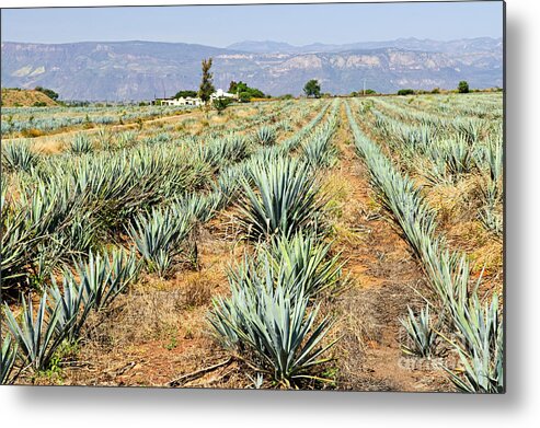 Agave Metal Print featuring the photograph Agave cactus field in Mexico 3 by Elena Elisseeva