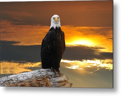 Bald Eagle Metal Print featuring the photograph Alaskan Bald Eagle at sunset by Patrick Wolf