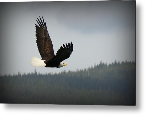 Eagle Metal Print featuring the photograph Alaskan Flight by Ryan Smith