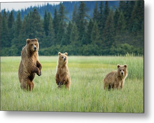 Bear Metal Print featuring the photograph Alert by Renee Doyle