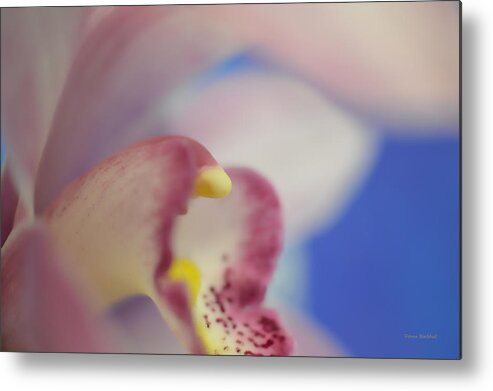 Orchid Metal Print featuring the photograph Alien Emerges by Donna Blackhall