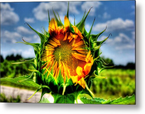 Sunflower; Plant; Nature; Plantae; Angiosperms; Eudicots; Asterids; Asterales; Asteraceae; Helianthoideae; Heliantheae; Helianthus; Annual Flowers; Annulas Metal Print featuring the photograph Alien Invasion? by Andy Lawless