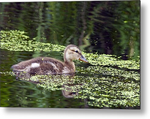 Mallard Metal Print featuring the photograph All Alone by Sharon Talson