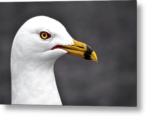 All Gull Metal Print featuring the photograph All Gull by Wes and Dotty Weber