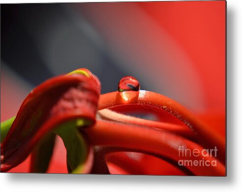 Michelle Meenawong Metal Print featuring the photograph All Red by Michelle Meenawong