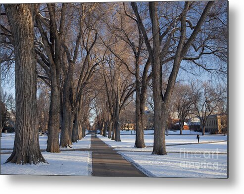 Colorado Metal Print featuring the photograph Alley Of Old Elm Trees At University Campus by Marek Uliasz
