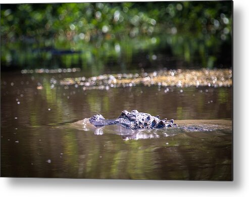 Alligator Metal Print featuring the photograph Alligator Swimming in Bayou 1 by Gregory Daley MPSA