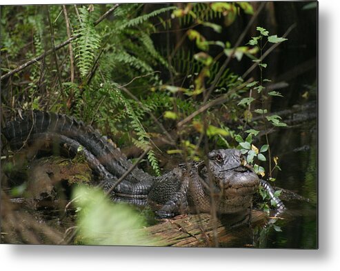 Everglades Metal Print featuring the photograph Alligator's Life by Lindsey Floyd