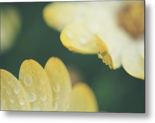 Flowers Metal Print featuring the photograph Almost Close Enough to Touch by Laurie Search