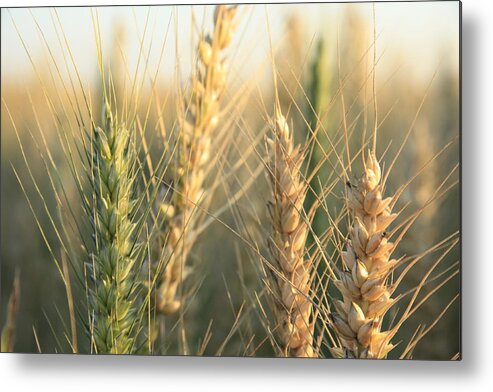 Wheat Metal Print featuring the photograph Almost ready by Ellery Russell
