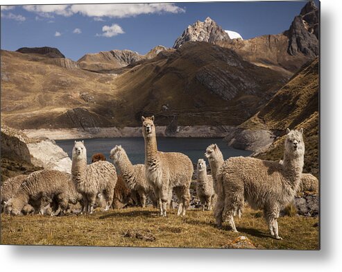 Feb0514 Metal Print featuring the photograph Alpacas Above Laguna Viconga Andes Peru by Colin Monteath