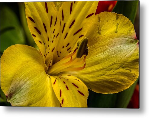 Alstroemeria Metal Print featuring the photograph Alstroemeria Bloom by Ron Pate