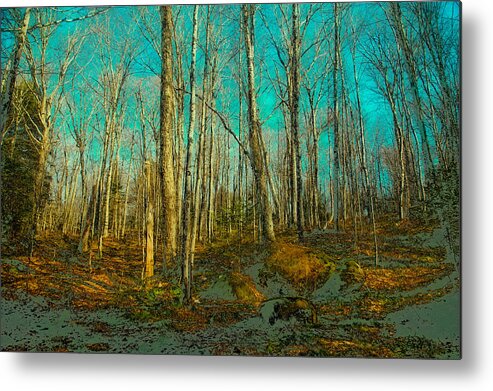 David Patterson Metal Print featuring the photograph Altered Forest by David Patterson