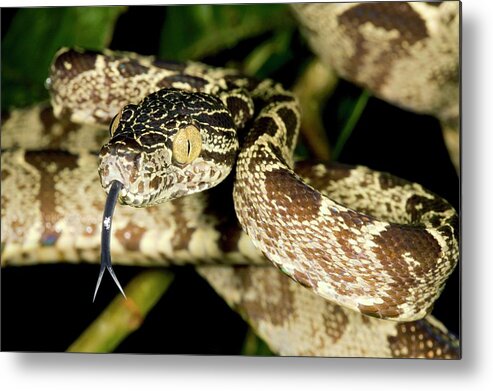 Corallus Hortulanus Metal Print featuring the photograph Amazon Tree Boa by Dr Morley Read/science Photo Library