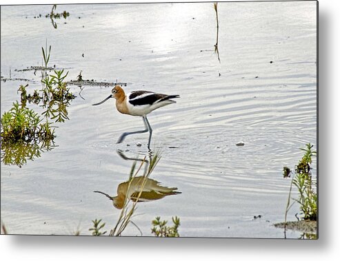 American Avocet Walking In Water. American Avocet Photography. Water Birds. Bird Refection Photography. Shore Birds. Shore Bird Photography. Avocet Feeding. Bird Pond Photography. Summer Birds. Water Fowl Birds. Metal Print featuring the photograph American Avocet feeding by James Steele