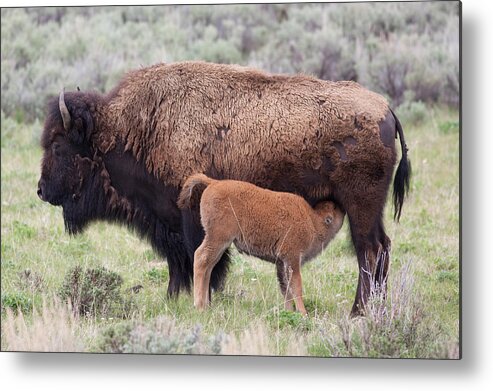 Calf Metal Print featuring the photograph American Bison and Calf by Natural Focal Point Photography