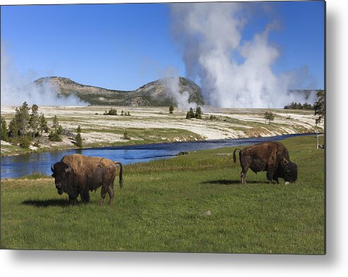 530445 Metal Print featuring the photograph American Bison Grazing Along Firehole by Duncan Usher