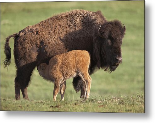 00176535 Metal Print featuring the photograph American Bison Nursing Calf by Tim Fitzharris