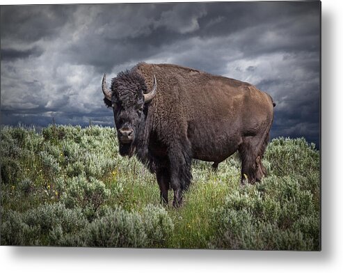 Bison Metal Print featuring the photograph American Buffalo or Bison in Yellowstone by Randall Nyhof
