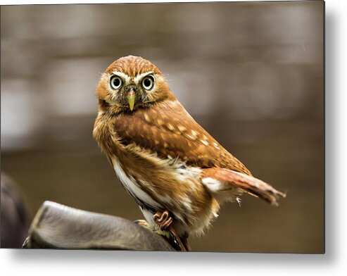 Animal Themes Metal Print featuring the photograph American Burrowing Owl by Alexturton