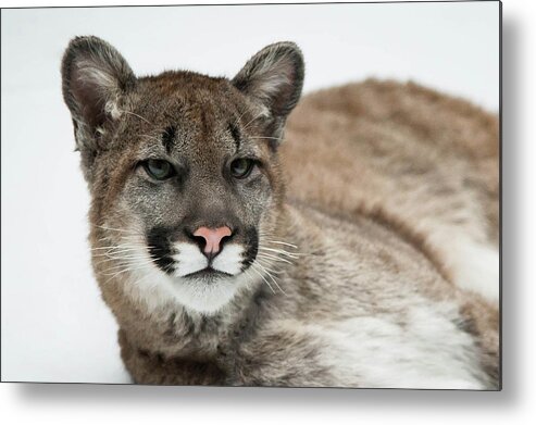 Animal Themes Metal Print featuring the photograph American Cougar by © Justin Lo