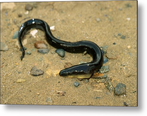 American Eel Metal Print featuring the photograph American Eel by Andrew J. Martinez