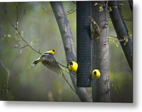 American Metal Print featuring the photograph American Goldfinch by Bill Cubitt