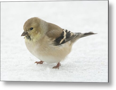 Jan Holden Metal Print featuring the photograph American Goldfinch in the Snow by Holden The Moment