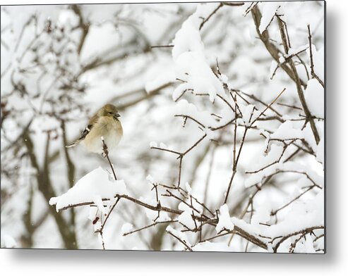 Jan Holden Metal Print featuring the photograph American Goldfinch by Holden The Moment