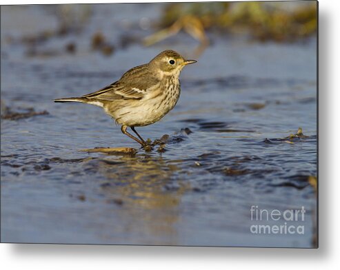 American Pipit Metal Print featuring the photograph American pipit by Bryan Keil