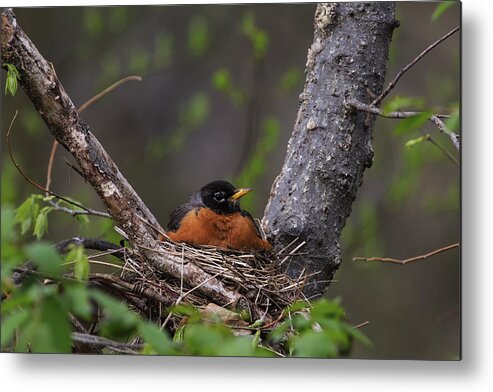 Point Pelee Metal Print featuring the photograph American Robin by Gary Hall