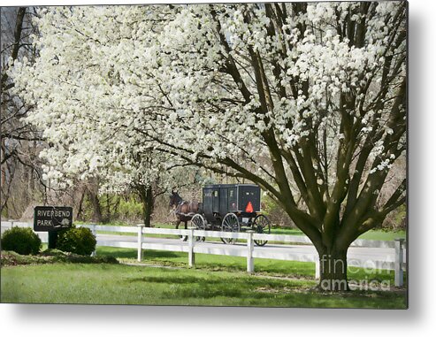 Spring Metal Print featuring the photograph Amish Buggy Fowering Tree by David Arment