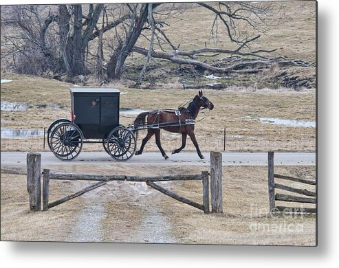 Amish Metal Print featuring the photograph Amish Horse and Buggy March 2013 by David Arment