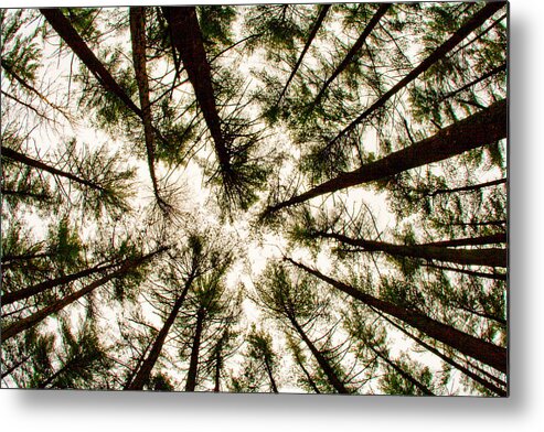 Trees Metal Print featuring the photograph Among the Trees by Kristia Adams