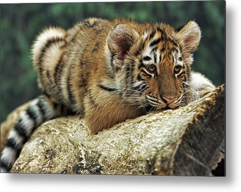 Amur Tiger Cub Metal Print featuring the photograph Amur Tiger Twin by Theo O Connor