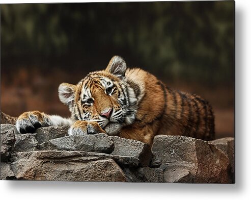 Amur Tiger Cub Metal Print featuring the photograph Amur Tiger Twin by Theo OConnor
