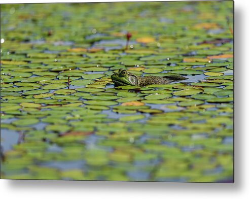 J. T. Nickel Family Nature And Wildlife Preserve Metal Print featuring the photograph An American Bullfrog Lithobates by Robert L. Potts