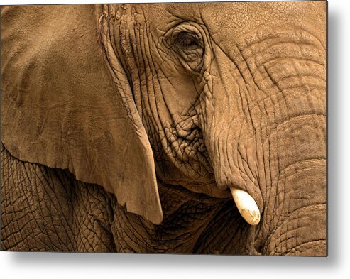 Elephant Metal Print featuring the photograph An Elephant's Eye by Nadalyn Larsen