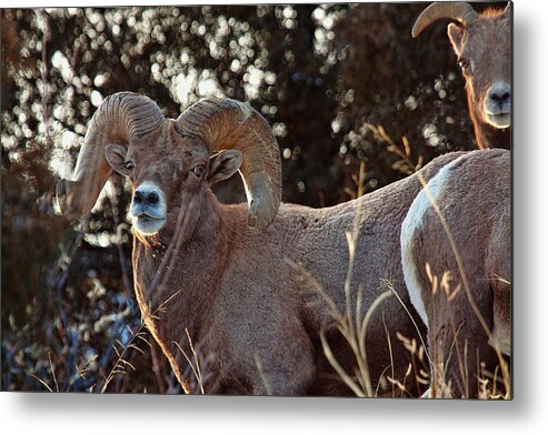 Bighorn Sheep Metal Print featuring the photograph An Icy Stare by Jim Garrison