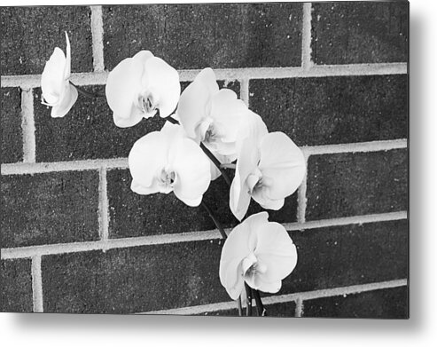 White Metal Print featuring the photograph An orchid by Milena Ilieva