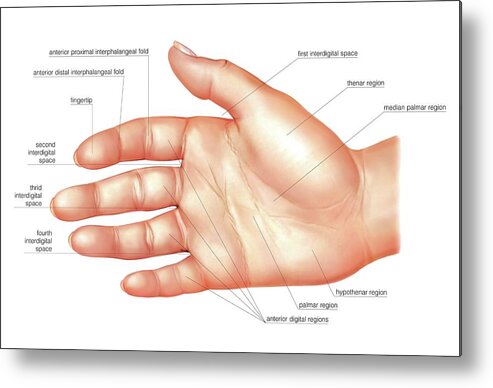 Anatomy Metal Print featuring the photograph Anatomy Regions Of The Hand by Asklepios Medical Atlas