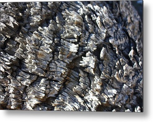 Ancient Metal Print featuring the photograph Ancient Bark by Daniel Schubarth