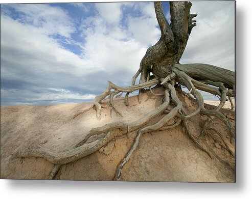Bristlecone Pine Metal Print featuring the photograph Ancient Roots by Laura Tucker
