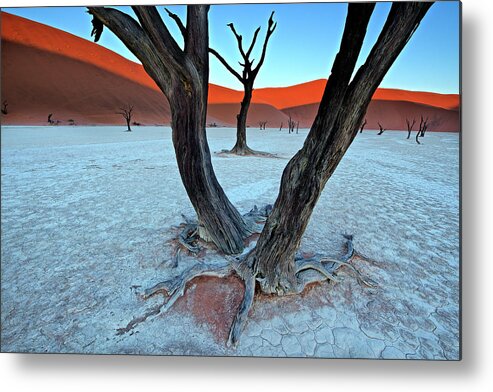 Desert Metal Print featuring the photograph Ancient Trees In The Vlei by Trevor Cole