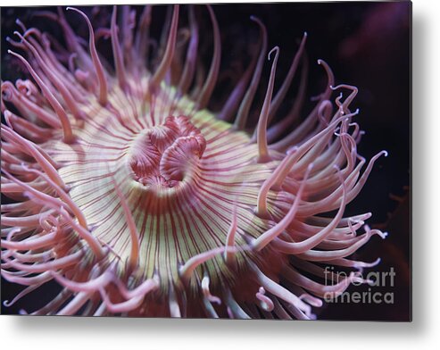 Aquarium Metal Print featuring the photograph Anemone by James L Davidson