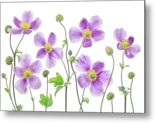 Japanese Metal Print featuring the photograph Anemone Japonica by Mandy Disher