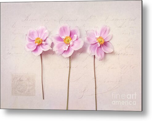 Still Life Metal Print featuring the photograph Anemone Trio by Sylvia Cook