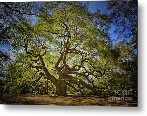 Angel Oak Metal Print featuring the photograph Angel Oak by Carrie Cranwill