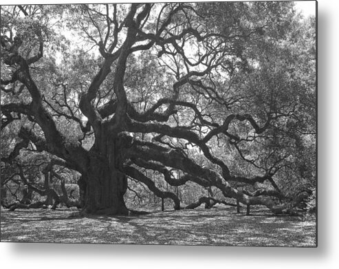 Black And White Metal Print featuring the photograph Angel Oak II - Black and White by Suzanne Gaff